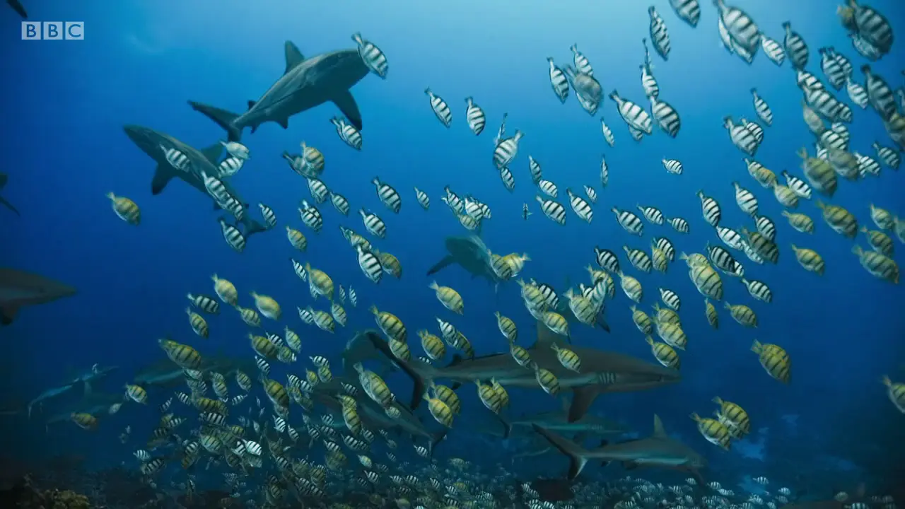 Convict tang (Acanthurus triostegus) as shown in The Mating Game - Oceans: Out of the Blue